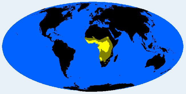 Congolid distribution