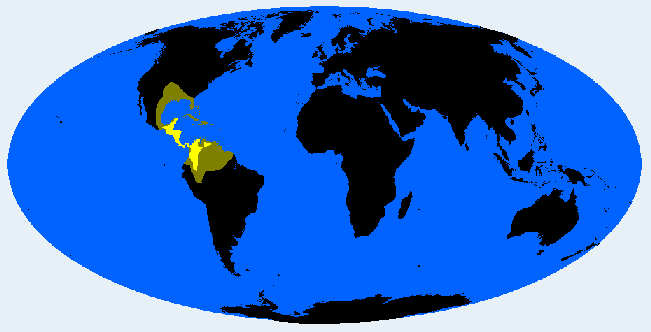 Isthmid distribution