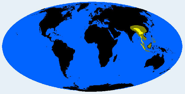 Kachinid distribution