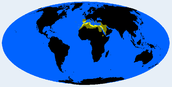 Trans Mediterranid distribution